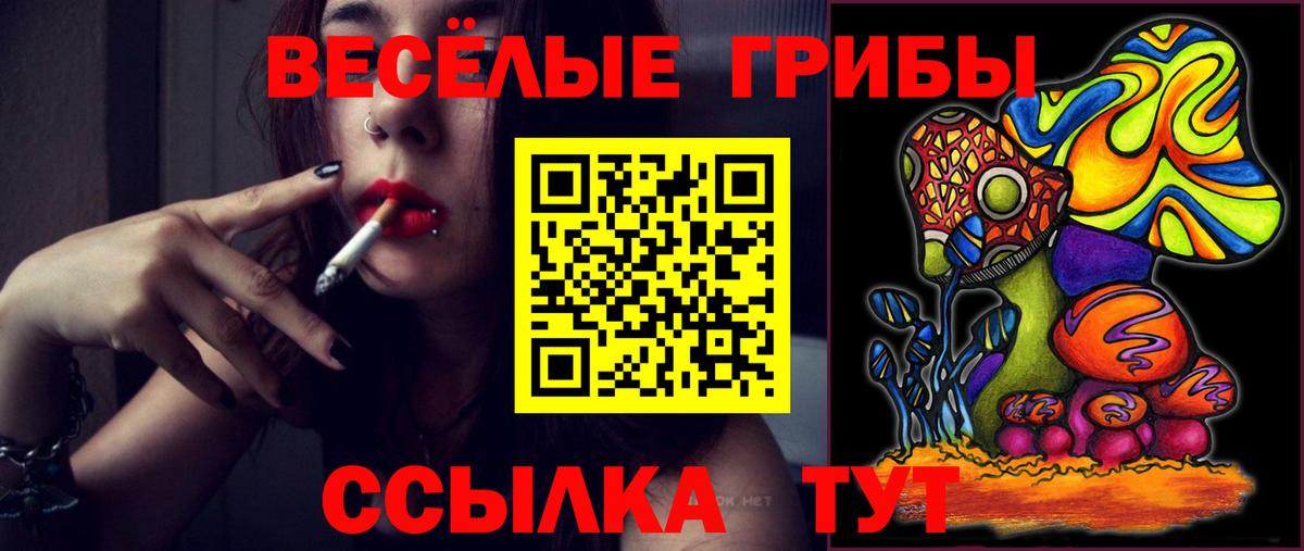 Новоалександровск  где купить наркоту  Вход с VPN  Псилоцибиновые грибы прущие грибы 